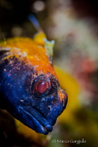 Yellow Pepper Blenny by Marco Gargiulo 